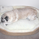 Illustration for article titled These Cute Dogs Are Not Alive—They Are Freeze-Dried